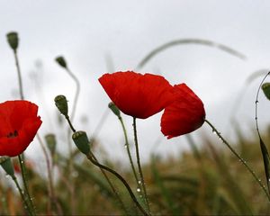 Preview wallpaper poppies, field, drops, overcast