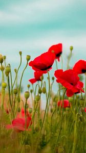 Preview wallpaper poppies, field, flower, grass