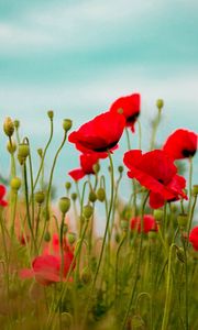 Preview wallpaper poppies, field, flower, grass