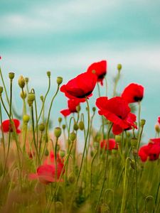 Preview wallpaper poppies, field, flower, grass