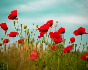 Preview wallpaper poppies, field, flower, grass