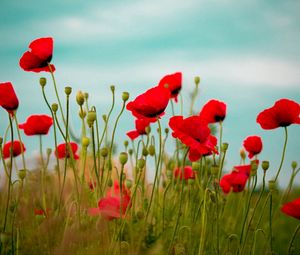 Preview wallpaper poppies, field, flower, grass