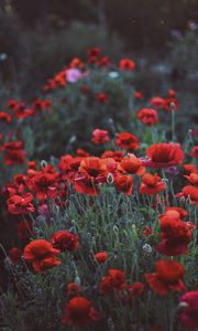 Preview wallpaper poppies, field, flowers, flowerbed