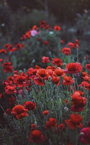 Preview wallpaper poppies, field, flowers, flowerbed