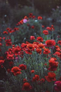 Preview wallpaper poppies, field, flowers, flowerbed