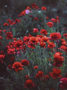 Preview wallpaper poppies, field, flowers, flowerbed