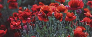 Preview wallpaper poppies, field, flowers, flowerbed