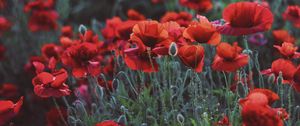 Preview wallpaper poppies, field, flowers, flowerbed