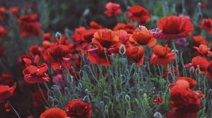 Preview wallpaper poppies, field, flowers, flowerbed