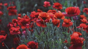 Preview wallpaper poppies, field, flowers, flowerbed