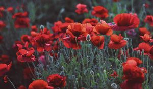 Preview wallpaper poppies, field, flowers, flowerbed