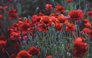 Preview wallpaper poppies, field, flowers, flowerbed