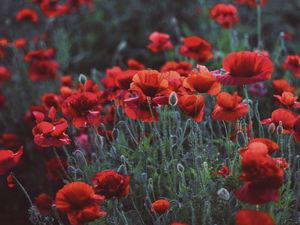 Preview wallpaper poppies, field, flowers, flowerbed