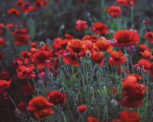 Preview wallpaper poppies, field, flowers, flowerbed