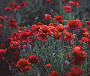 Preview wallpaper poppies, field, flowers, flowerbed