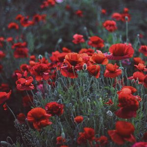 Preview wallpaper poppies, field, flowers, flowerbed