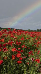 Preview wallpaper poppies, field, flowers, rainbow, sky