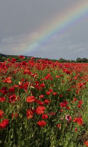 Preview wallpaper poppies, field, flowers, rainbow, sky