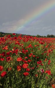 Preview wallpaper poppies, field, flowers, rainbow, sky