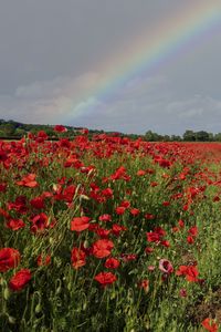 Preview wallpaper poppies, field, flowers, rainbow, sky