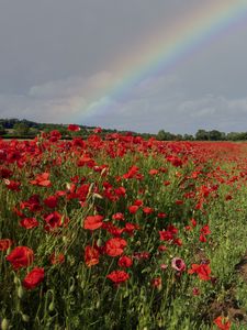 Preview wallpaper poppies, field, flowers, rainbow, sky