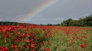 Preview wallpaper poppies, field, flowers, rainbow, sky