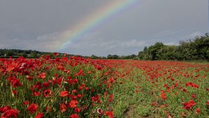 Preview wallpaper poppies, field, flowers, rainbow, sky