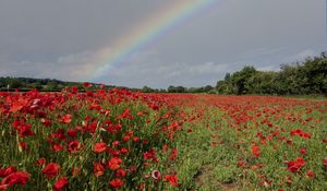 Preview wallpaper poppies, field, flowers, rainbow, sky