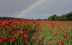 Preview wallpaper poppies, field, flowers, rainbow, sky