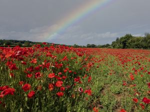 Preview wallpaper poppies, field, flowers, rainbow, sky