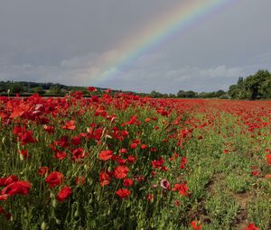 Preview wallpaper poppies, field, flowers, rainbow, sky