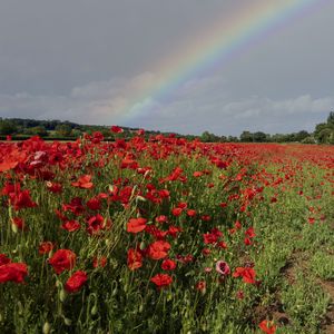 Preview wallpaper poppies, field, flowers, rainbow, sky