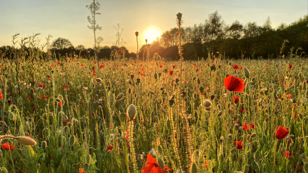 Wallpaper poppies, field, flowers, plants, sunset