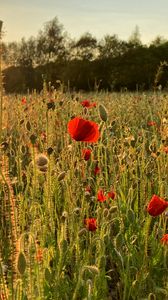 Preview wallpaper poppies, field, flowers, plants, sunset