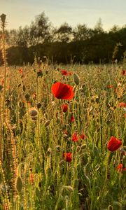 Preview wallpaper poppies, field, flowers, plants, sunset