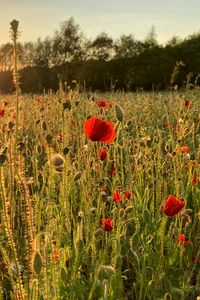 Preview wallpaper poppies, field, flowers, plants, sunset