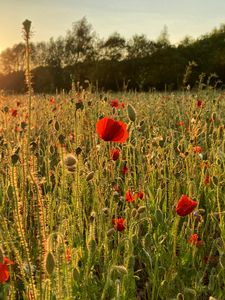 Preview wallpaper poppies, field, flowers, plants, sunset