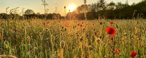 Preview wallpaper poppies, field, flowers, plants, sunset