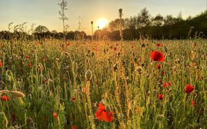 Preview wallpaper poppies, field, flowers, plants, sunset