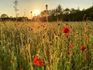 Preview wallpaper poppies, field, flowers, plants, sunset