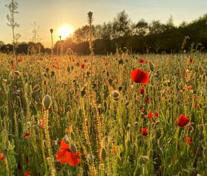 Preview wallpaper poppies, field, flowers, plants, sunset