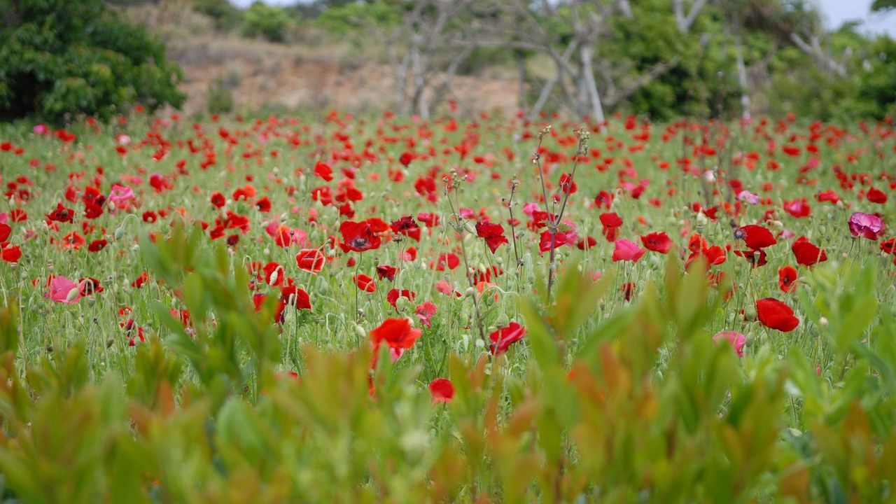 Wallpaper poppies, field, grass, flowers