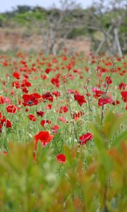 Preview wallpaper poppies, field, grass, flowers