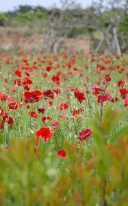 Preview wallpaper poppies, field, grass, flowers