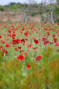 Preview wallpaper poppies, field, grass, flowers