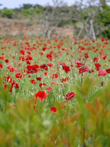 Preview wallpaper poppies, field, grass, flowers