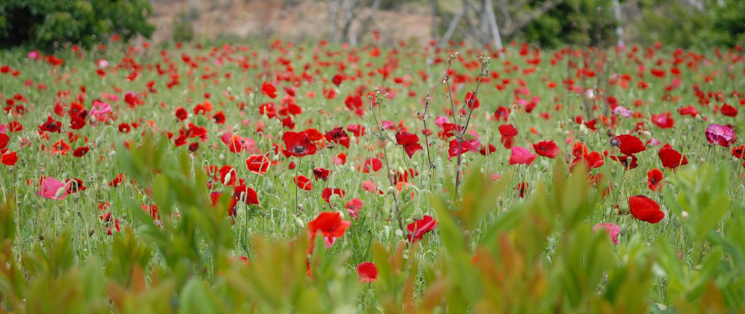 Download wallpaper 2560x1080 poppies, field, grass, flowers dual wide ...