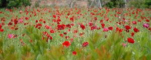 Preview wallpaper poppies, field, grass, flowers