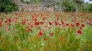 Preview wallpaper poppies, field, grass, flowers