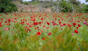 Preview wallpaper poppies, field, grass, flowers